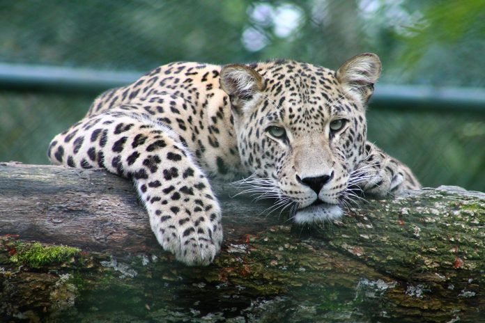 Leopard safari in Jawai