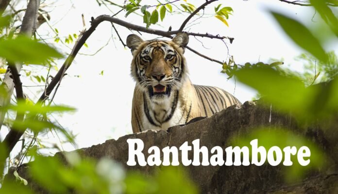 Ranthambore trip