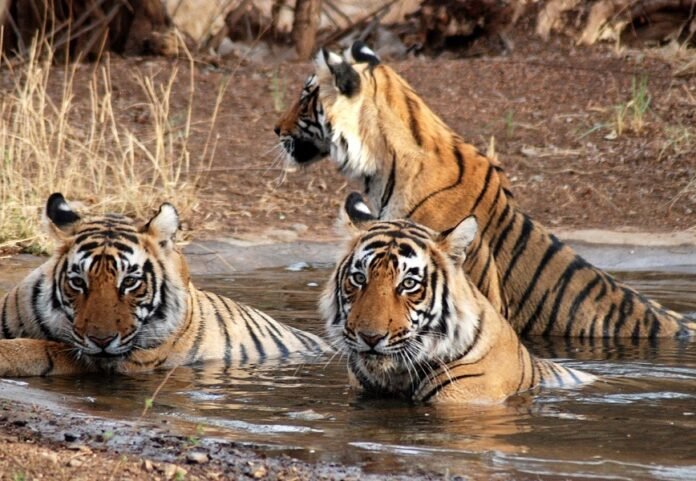 Wildlife Sanctuaries in Rajasthan